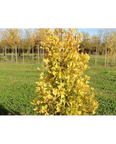 Ginko biloba fastigiata 'Gold Flame'