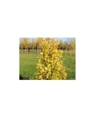 Ginko biloba fastigiata 'Gold Flame'