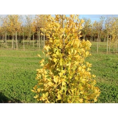 Ginko biloba fastigiata 'Gold Flame'