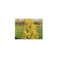 Ginko biloba fastigiata 'Gold Flame'