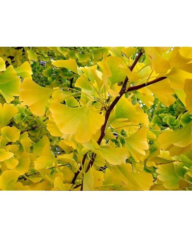 Ginko biloba fastigiata 'Gold Flame'