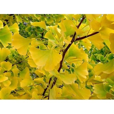 Ginko biloba fastigiata 'Gold Flame'