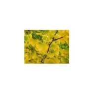 Ginko biloba fastigiata 'Gold Flame'