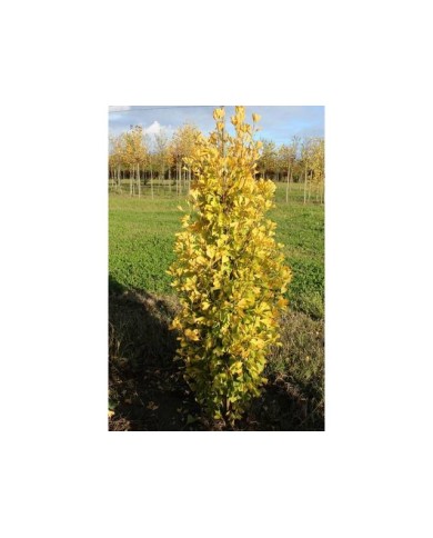 Ginko biloba fastigiata 'Gold Flame' - en pépinière
