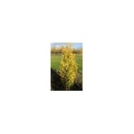 Ginko biloba fastigiata 'Gold Flame' - en pépinière