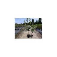 Comparatif pot de 15 litres (gauche) / pot de 7 -5 litres (droite) - pommiers