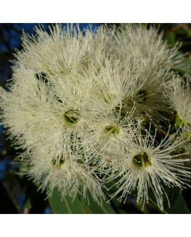 Eucalyptus parviflora - fleurs (ssaustra / Pixabay)