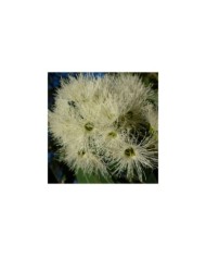 Eucalyptus parviflora - fleurs (ssaustra / Pixabay)