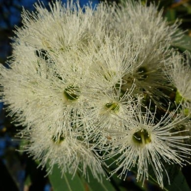 Eucalyptus parviflora - fleurs (ssaustra / Pixabay)