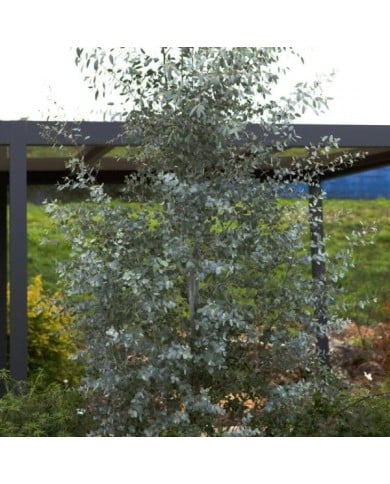 Eucalyptus Silverana - allure générale de l'arbuste (Globe Planter)