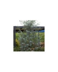 Eucalyptus Silverana - allure générale de l'arbuste (Globe Planter)