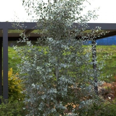 Eucalyptus Silverana - allure générale de l'arbuste (Globe Planter)