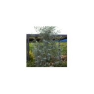 Eucalyptus Silverana - allure générale de l'arbuste (Globe Planter)
