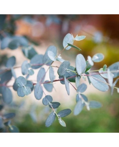 Eucalyptus Sylverana - feuillage (Globe Planter)