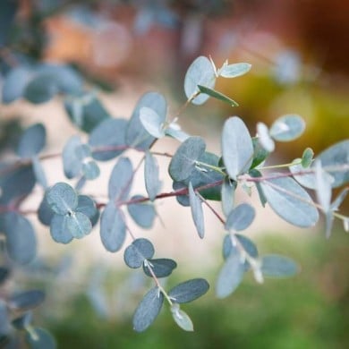 Eucalyptus Sylverana - feuillage (Globe Planter)