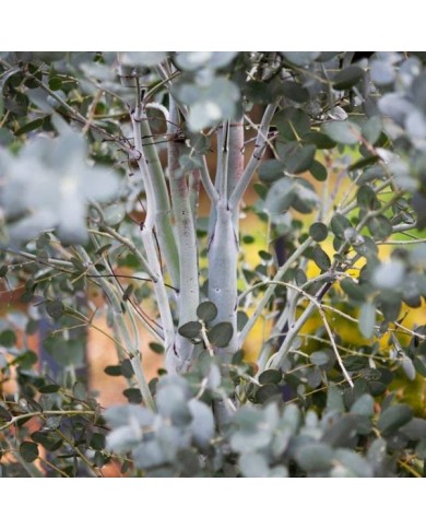 Eucalyptus Silverana - écorce (Globe Planter)