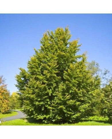 Hêtre commun (Fagus sylvatica) (Willow / wikimedia.org)