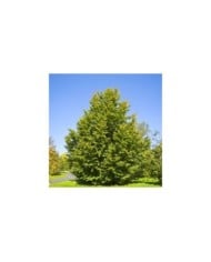 Hêtre commun (Fagus sylvatica) (Willow / wikimedia.org)