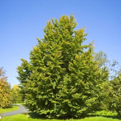 Hêtre commun (Fagus sylvatica) (Willow / wikimedia.org)