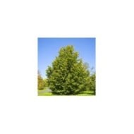 Hêtre commun (Fagus sylvatica) (Willow / wikimedia.org)