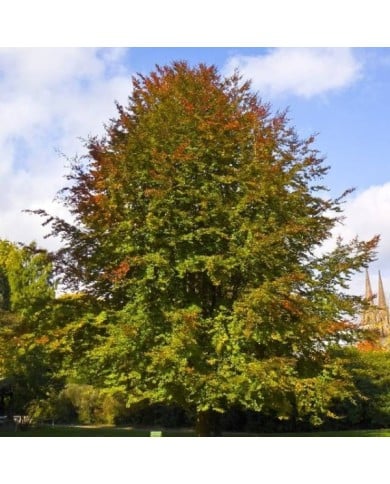 Hêtre commun (Fagus sylvatica) (Willow / wikimedia.org)