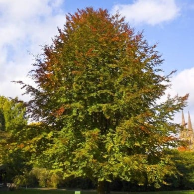 Hêtre commun (Fagus sylvatica) (Willow / wikimedia.org)