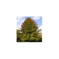 Hêtre commun (Fagus sylvatica) (Willow / wikimedia.org)