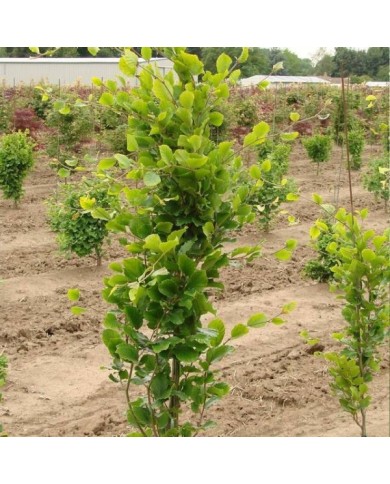 Fagus sylvatica 'Dawyck Gold' (jeune sujet)