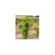 Fagus sylvatica 'Dawyck Gold' (jeune sujet)