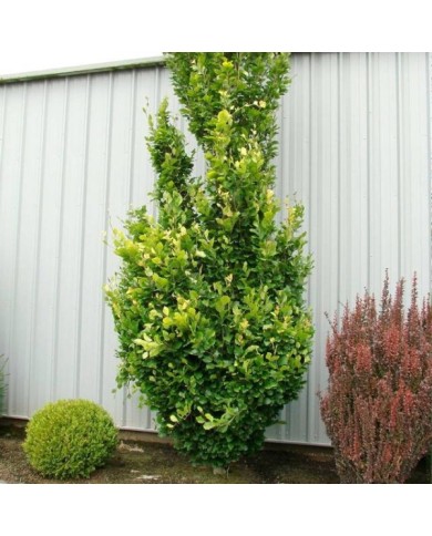 Fagus sylvatica 'Dawyck Gold'