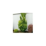 Fagus sylvatica 'Dawyck Gold'