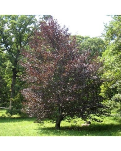Hêtre pourpre (fagus riversii)