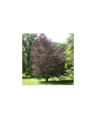 Hêtre pourpre (fagus riversii)