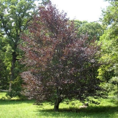 Hêtre pourpre (fagus riversii)