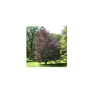 Hêtre pourpre (fagus riversii)