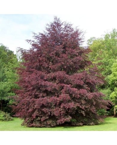 Hêtre pourpre panaché 'Tricolor' (Fagus sylvatica) (Gerd Eichmann / wikimedia.org)