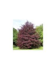Hêtre pourpre panaché 'Tricolor' (Fagus sylvatica) (Gerd Eichmann / wikimedia.org)