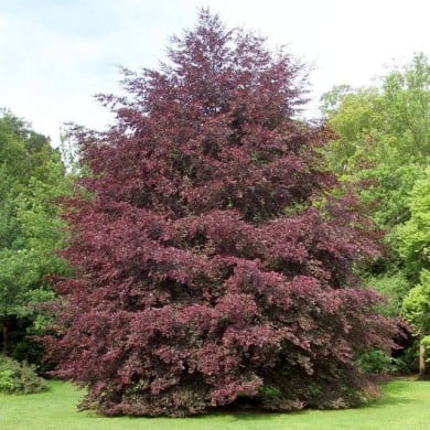 Hêtre pourpre panaché 'Tricolor' (Fagus sylvatica) (Gerd Eichmann / wikimedia.org)