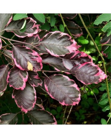 Hêtre pourpre panaché 'Tricolor' (Fagus sylvatica) (??????? ?????? / wikimedia.org)