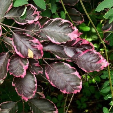 Hêtre pourpre panaché 'Tricolor' (Fagus sylvatica) (??????? ?????? / wikimedia.org)