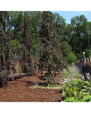 Fagus sylvatica 'Purpurea Pendula' (Brigitte Rieser / flickr.com)