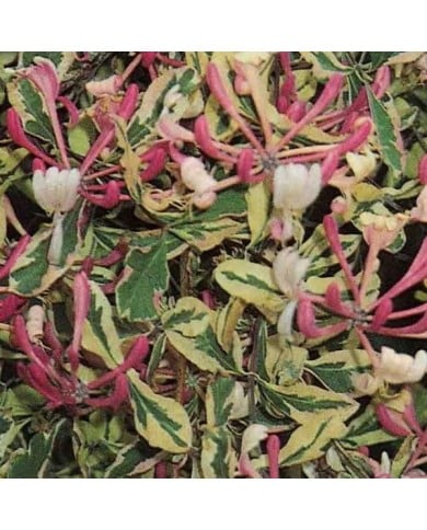 Chèvrefeuille panaché Harlequin® 'Sherlite'