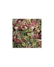 Chèvrefeuille panaché Harlequin® 'Sherlite'