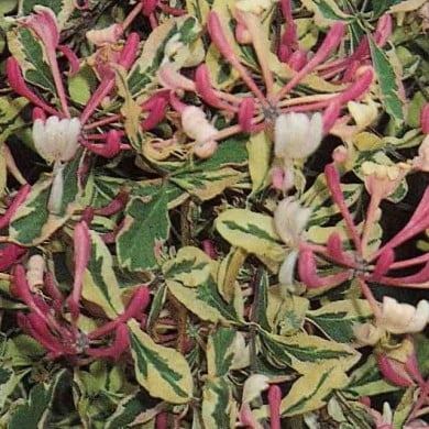 Chèvrefeuille panaché Harlequin® 'Sherlite'