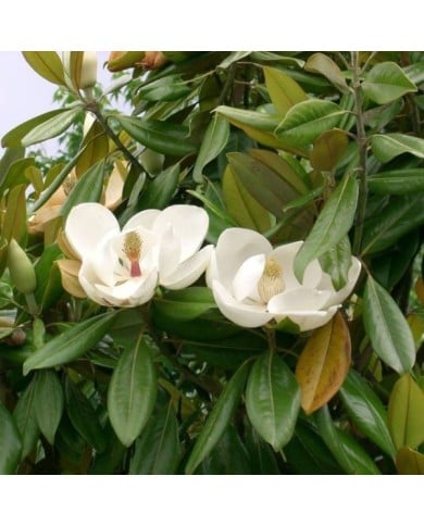Magnolia grandiflora 'Galissonière' (fleurs)