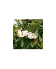 Magnolia grandiflora 'Galissonière' (fleurs)