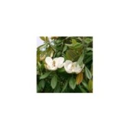 Magnolia grandiflora 'Galissonière' (fleurs)