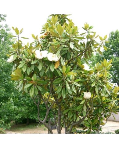 Magnolia grandiflora 'Galissonière'