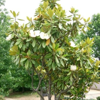 Magnolia grandiflora 'Galissonière'