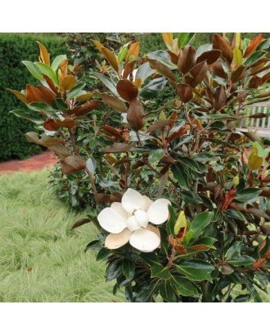 Magnolia grandiflora 'Little Gem'